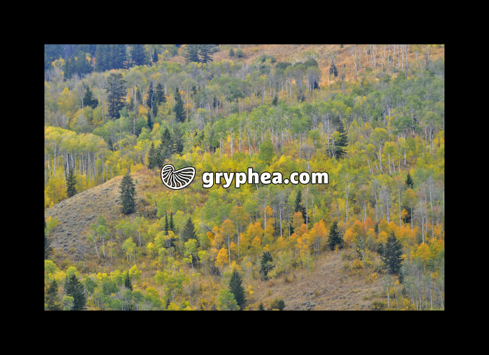 Forêt de Trembles (Yellowstone NP, USA) - gryphea.org